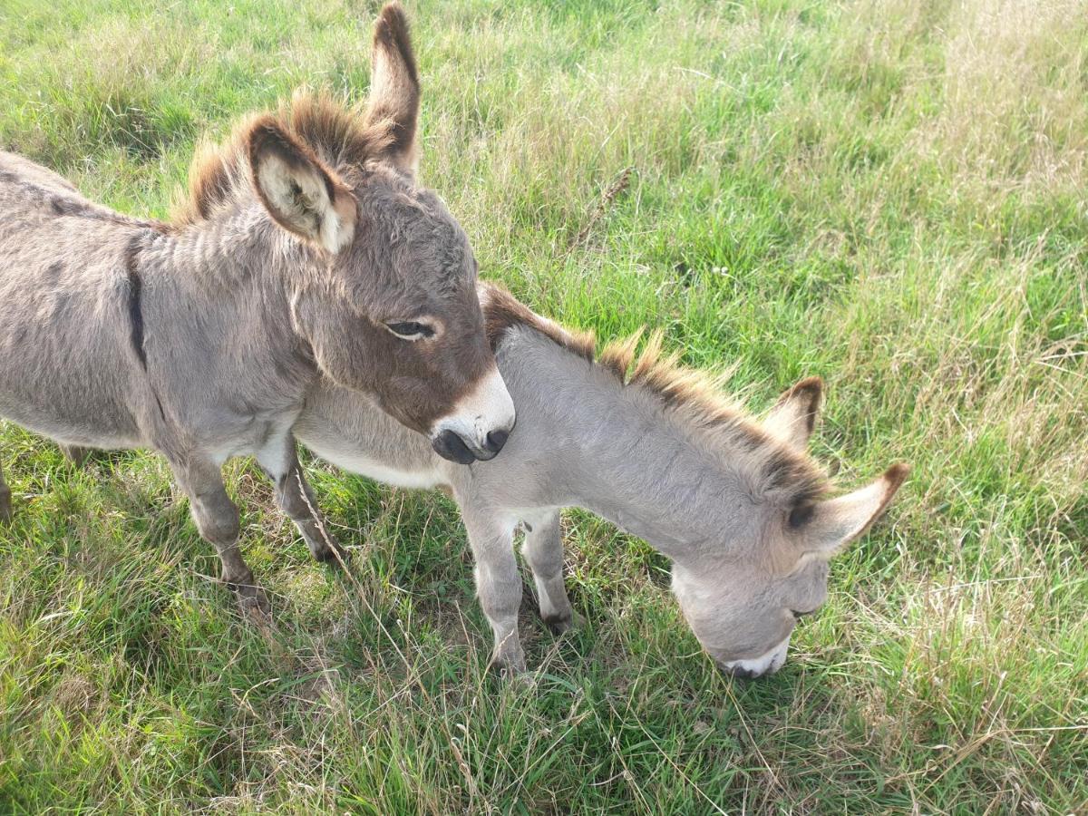 La Ferme Du Puits Carre Bed & Breakfast Lamasquere ภายนอก รูปภาพ